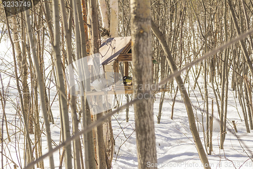 Image of Feeders for birds   