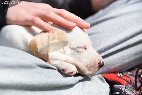 Image of Mixed-breed cute little puppy in lap.