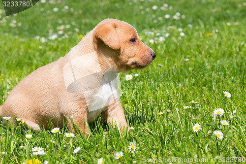 Image of Mixed-breed cute little puppy on grass.