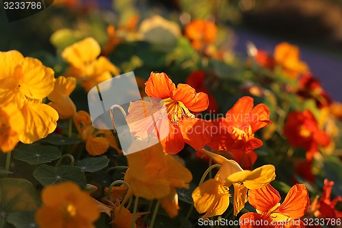 Image of Bright orange nasturtium flowers