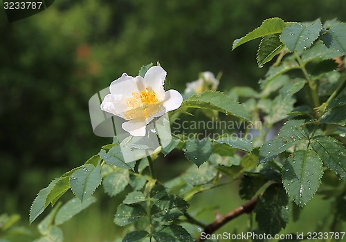 Image of Beautiful flower of a white Dog Roses