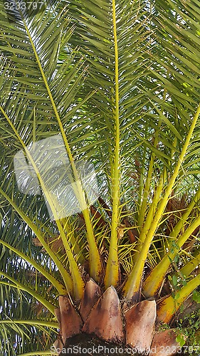 Image of Branches of big palm tree