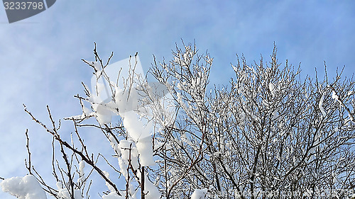 Image of Branches of winter trees covered with snow
