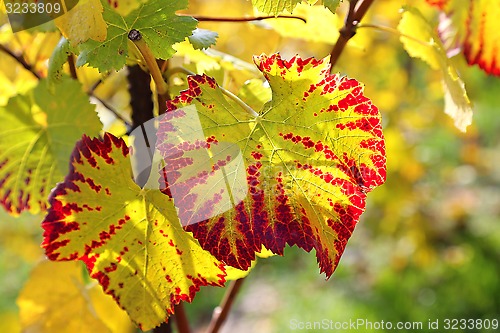 Image of Autumn bright leaf of grape 