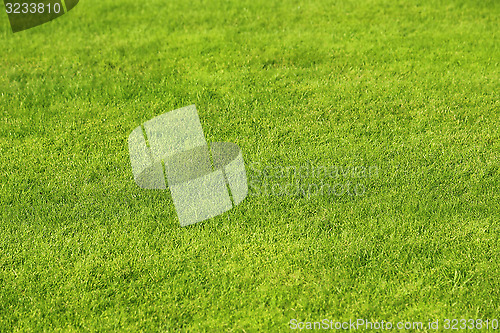 Image of Green lawn background
