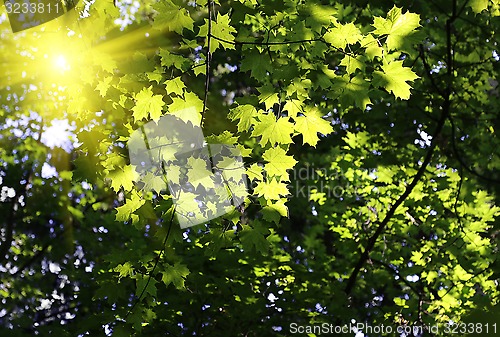Image of Green branches of maple with sunlight