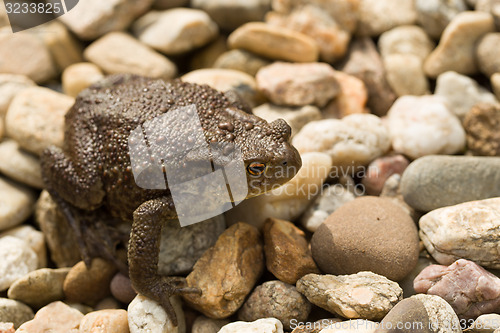 Image of European common toad, bufo bufo outdoor