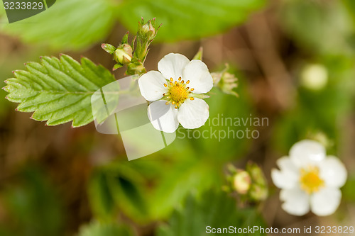 Image of Blooming flowers strawberries