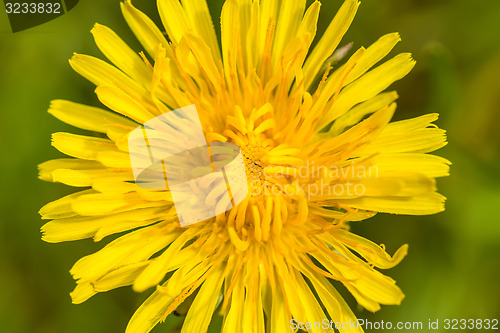 Image of Yellow dandelion on a green background