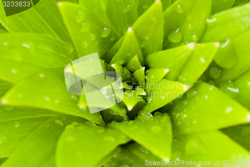 Image of water drops on green plant leaf 