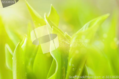 Image of water drops on green plant leaf spring natural