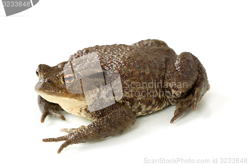 Image of Common toad, bufo bufo, isolated 