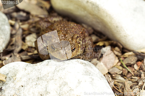Image of European common toad, bufo bufo outdoor