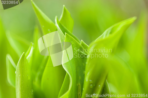 Image of water drops on green plant leaf 