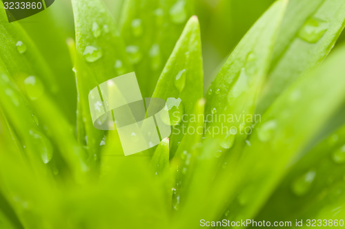 Image of water drops on green plant leaf 