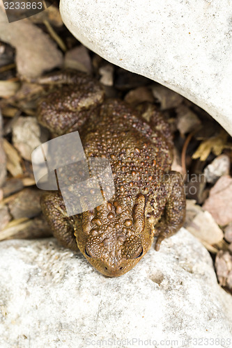 Image of European common toad, bufo bufo outdoor