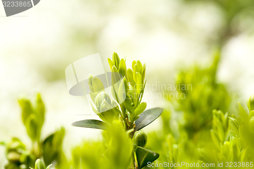 Image of green plant spring background