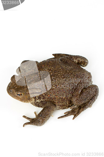 Image of Common toad, bufo bufo, isolated 