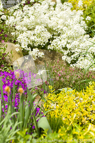 Image of spring garden with flower, shallow focus