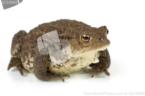 Image of Common toad, bufo bufo, isolated 