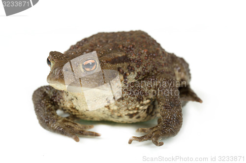 Image of Common toad, bufo bufo, isolated 