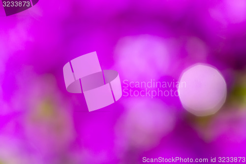 Image of blurry background of flower