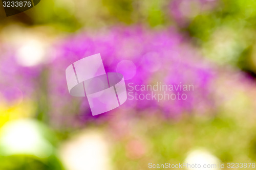 Image of blurry background of flower