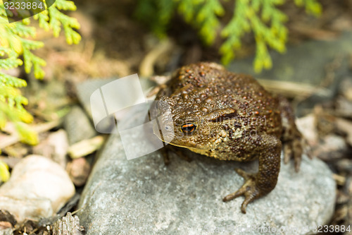 Image of European common toad, bufo bufo outdoor