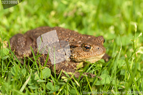 Image of European common toad, bufo bufo outdoor