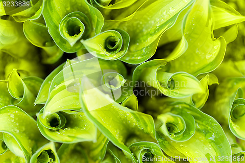 Image of water drops on green plant leaf 