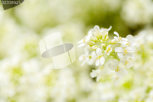 Image of spring flower in garden with shallow focus