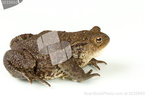 Image of Common toad, bufo bufo, isolated 