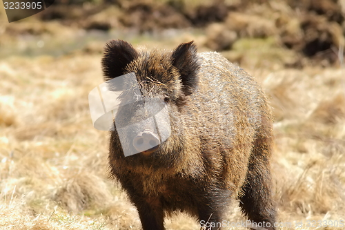 Image of wild boar looking towards the camera