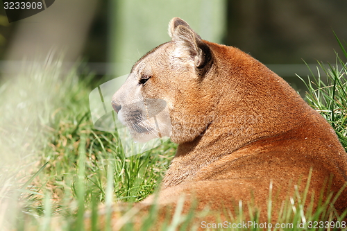 Image of beautiful mountain lion at the zoo