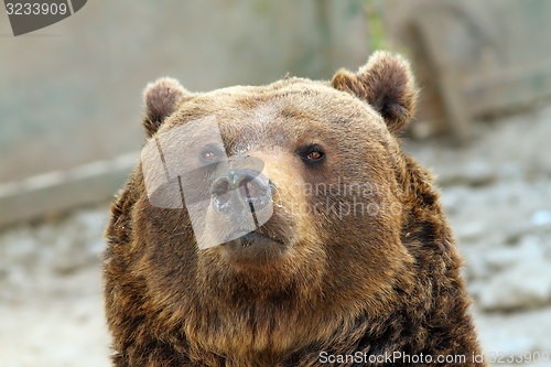 Image of big brown bear portrait