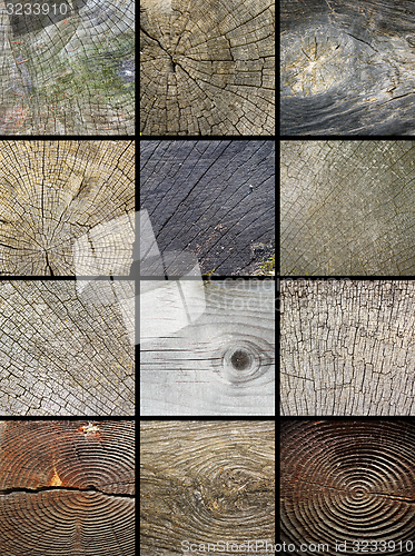 Image of collage of wooden cut trunks textures