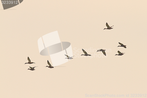 Image of flock of wild ducks on the sky