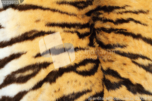 Image of real tiger textured fur