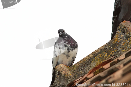 Image of pigeon on roof