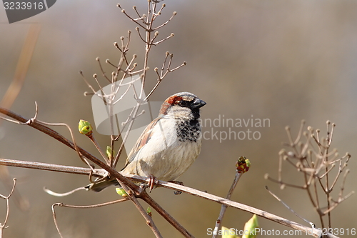 Image of male house sparrow on twig 