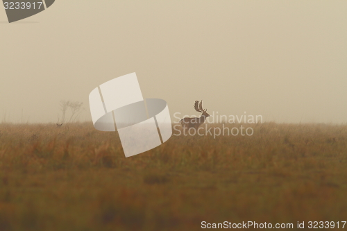 Image of beautiful morning  landscape with fallow deer buck