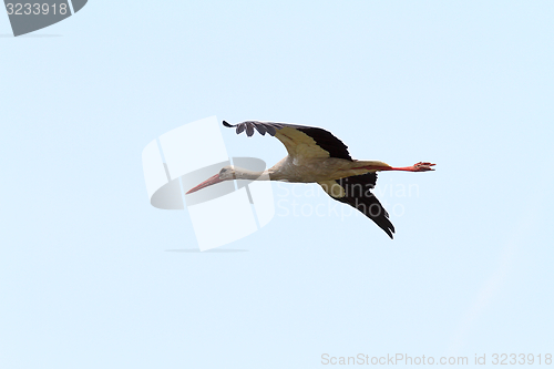 Image of white stork fly image