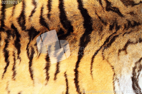 Image of textured real tiger pelt 