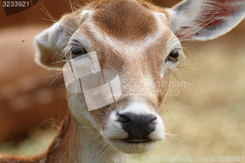 Image of deer doe trying to get rid of flies