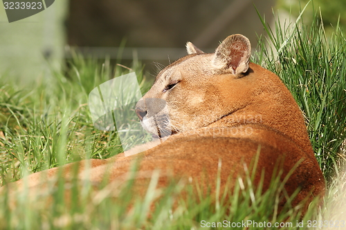 Image of beautiful cougar at the zoo