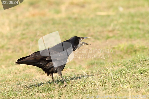 Image of rook on meadow