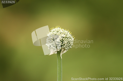 Image of onion flower