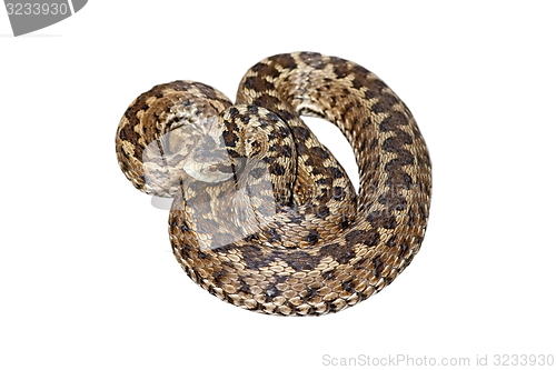 Image of hungarian meadow viper over white 