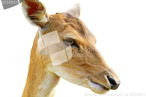 Image of portrait of fallow deer hind over white