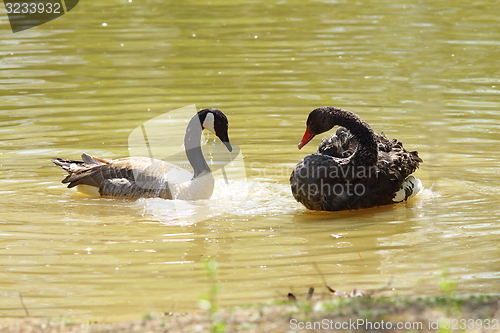 Image of two birds on water